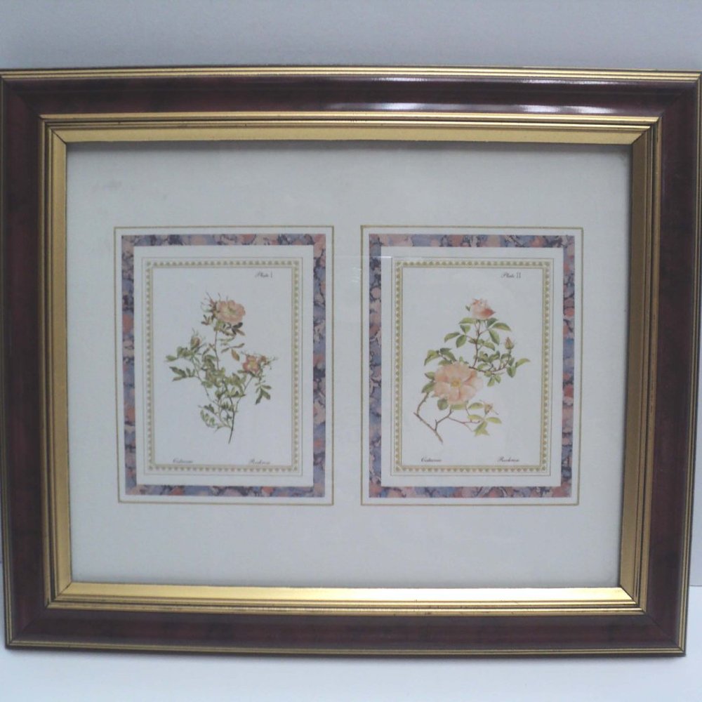 Art Resources Int'l Botanical Floral Picture Cistaceae & Rockrose Framed 10 x 12